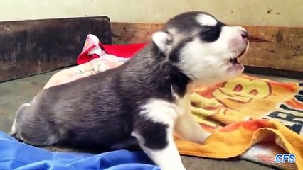 Eles também cantam. Engraçado cantando vociferante e cães uivantes