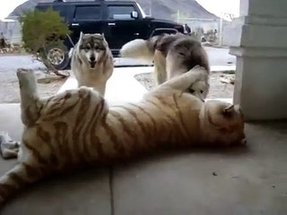 A amizade perigosa. Tiger é amigo de dois cães