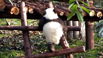 Divertido Panda. pandas engraçadas