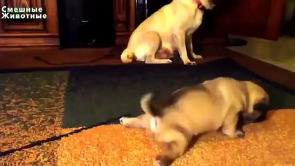 Primeiros Passos cachorro. Filhotes aprendem a andar