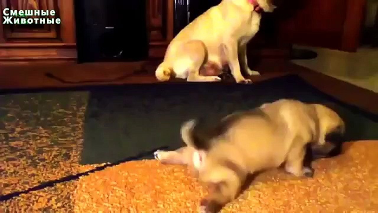 Primeiros Passos cachorro. Filhotes aprendem a andar