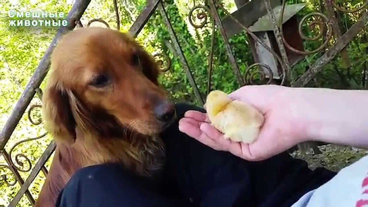 O cão vê primeiro galinhas. A primeira reunião de um cão com uma galinha