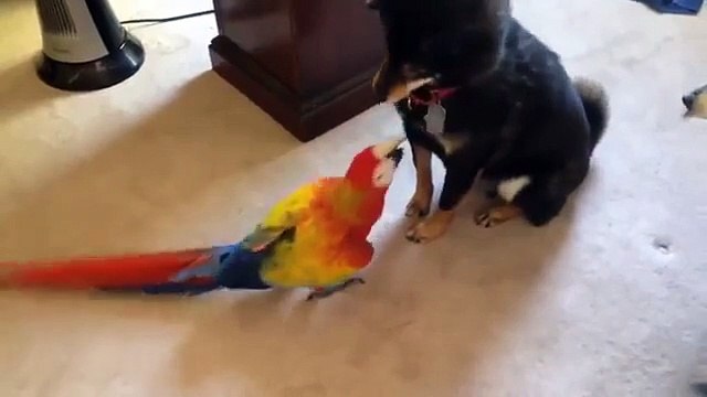 Loro trae miedo. Perros divertidos tienen miedo de los grandes loros