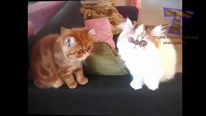 Raza inusual. Gatos divertido y fresco