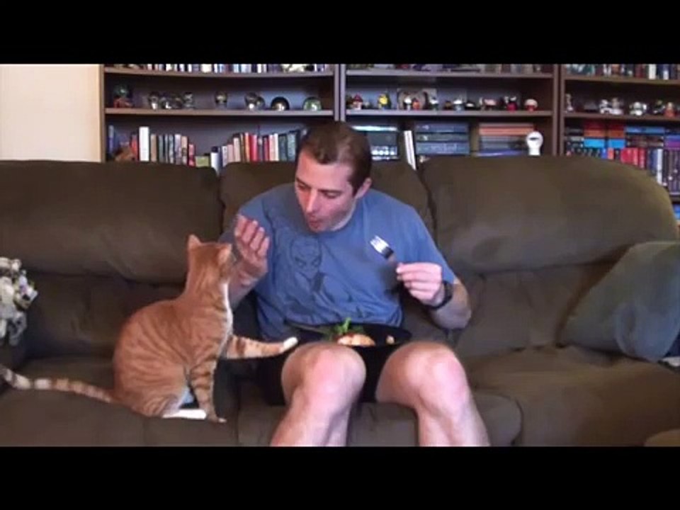 Bueno dar un poco! Gato divertido e insolente