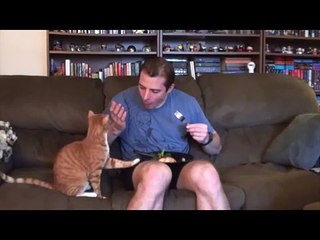 Bueno dar un poco! Gato divertido e insolente