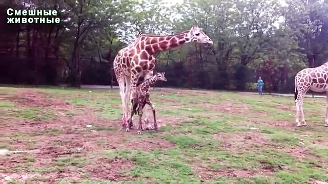 Primeros pasos animales. Cachorros aprenden a caminar