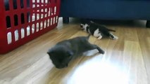 Primeros pasos. Gatitos divertidos aprenden a caminar