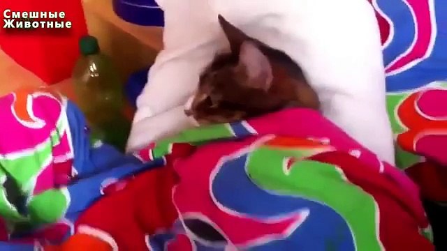 Poses chats pour dormir. Cool Cats dorment