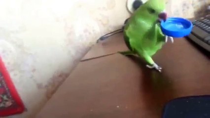 Parrot manger de la couverture. perroquet culturel