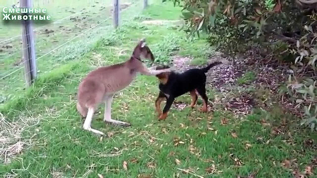 Les animaux d'amitié incroyables. Petits animaux sont capables d'être amis