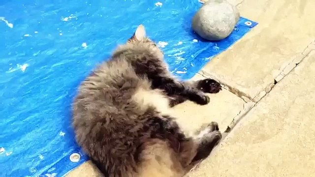 Pieds coquines. Chats drôles eux-mêmes coups de pied