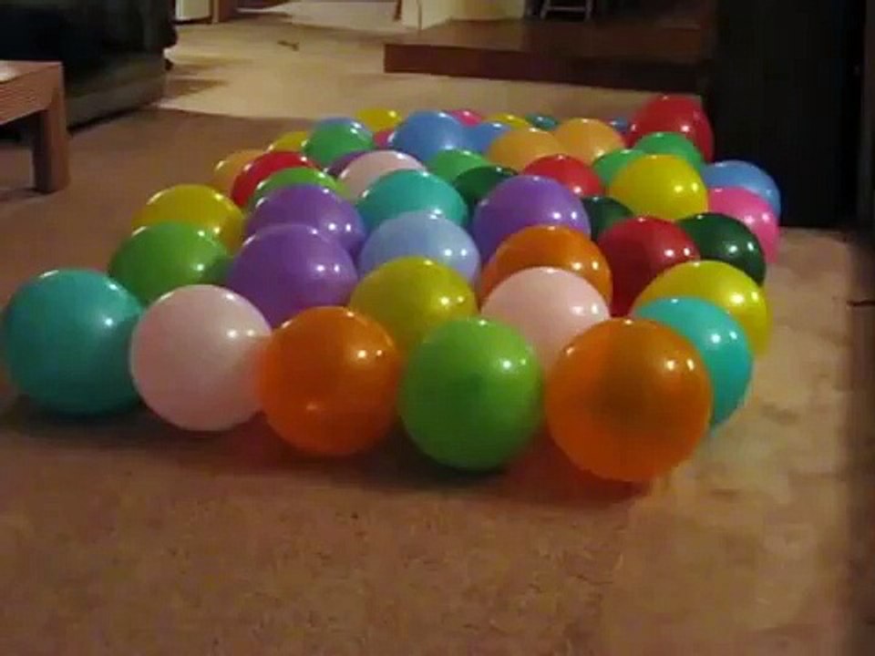Obsédé par le chien. Drôle chien mange ballons