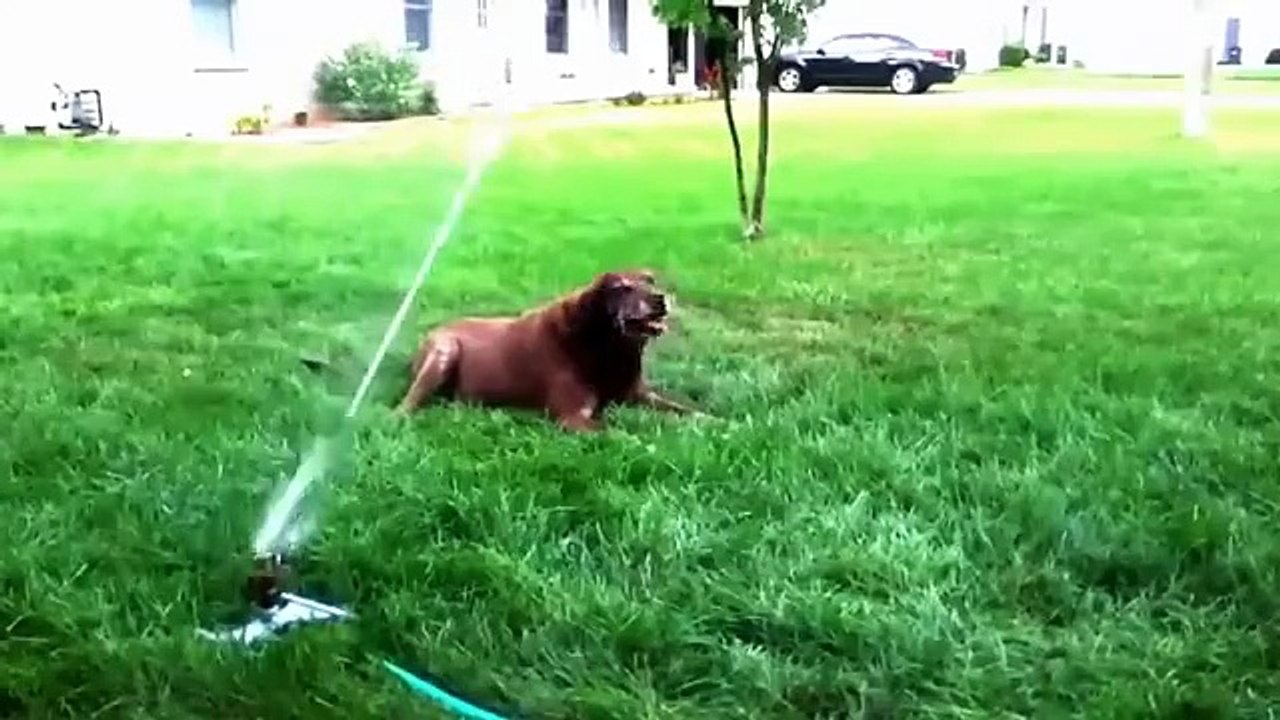 Pulvérisateurs Chiens Lawn. chiens amusant