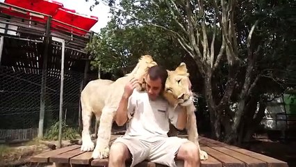 Lions très affectueux. Lions Funny Cats