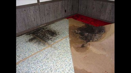Water Damage Removal Cocoa Florida - 407-218-5862
