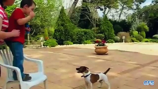 Охотники за пузырями. Смешные собаки ловят мыльные пузыри