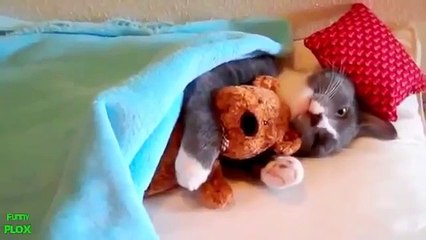 Очень много кошек. Приколы с котами