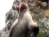 Ayıyla Dost Olup Gölette Oynayan Türk İlginç Anlar! A Turkish Man and A Bear Incredible Friendship!