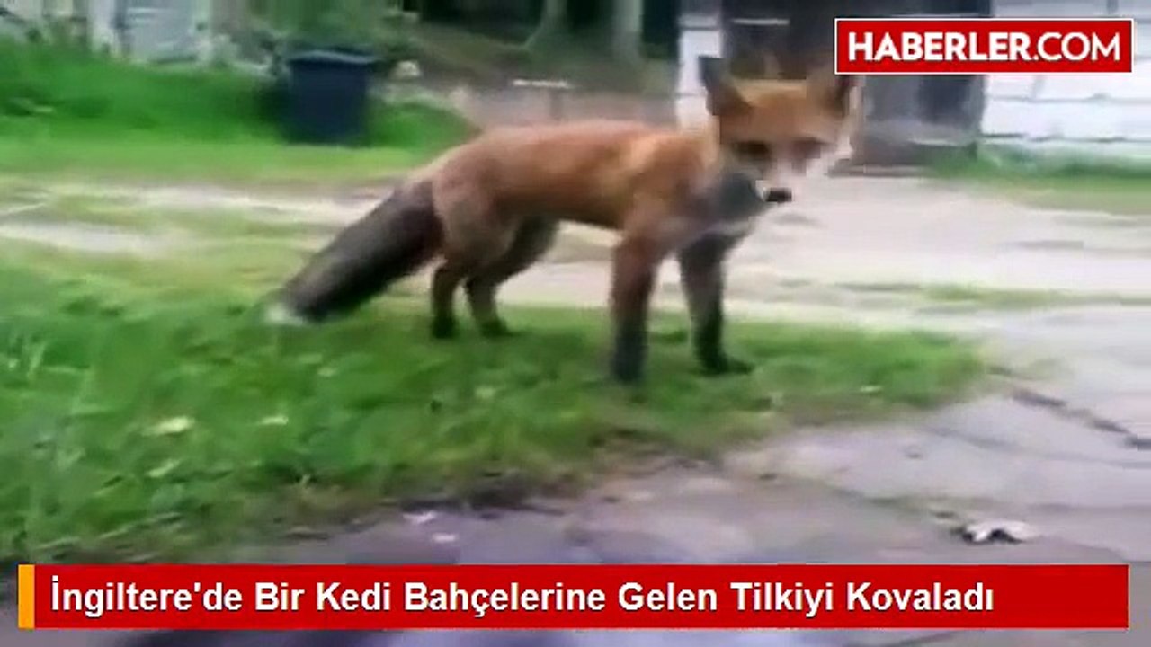Bahçelerine Giren Tilkiyi Bir Anda Aslan Kesilip Uzaklaştıran Süper İlginç Kedi xD
