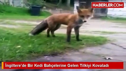 Bahçelerine Giren Tilkiyi Bir Anda Aslan Kesilip Uzaklaştıran Süper İlginç Kedi xD
