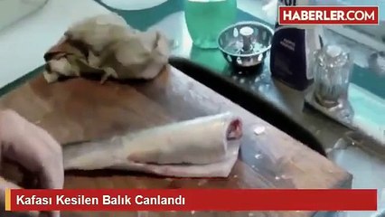 DÜNYA BU VİDEOYU KONUŞUYOR! Kafası Kesilen Balık 40dk. Sonra Geri Hortladı İnanılmaz!!