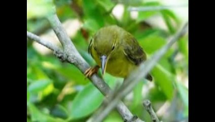 Thật là hay - Nhạc thiếu nhi vui nhộn hay nhất