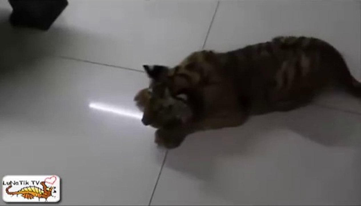 6秒で笑える映像！おもしろすぎる動画特集, わらえる,面白い,おもしろ 超楽しい #12