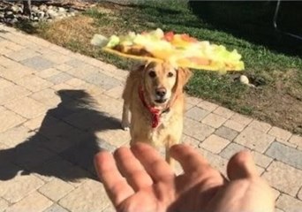 Fritz the Dog Still Can't Catch