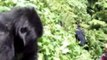 Tourist Gets Too Close to Grumpy Gorilla