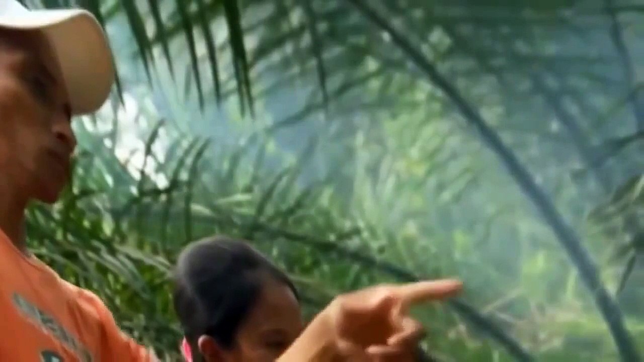 Animals Documentary Films - Nat Geo Wild documentaries 2015 - crocodile hunter wildlife in