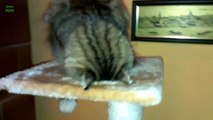 Funny Cats Sleeping in Weird Positions Compilation 2014 [HD]