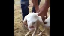 İnsan Yüzlü İlginç Kuzu ŞOK!!Lamb Born with a 'Human Faced' in Russia SHOCKING 0 REAL!!