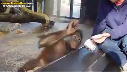 Mini İlizyon Gösterisine Bayılan Maymun