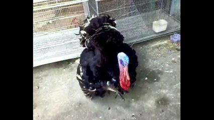 দেখুন কি সুন্দর মুরগী ও কুকুর