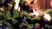 Cats Love Christmas Trees - Funny Animal Compilation