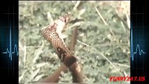 Eagle vs Snake fighting real life ☆ Animals Attack