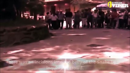 Female Bird Fights Snake To Death For Snatching Her Hatchling