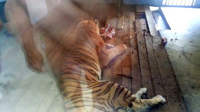 A Liger (hybrid cross between lion and tiger) eating its lunch at the Novosibirsk Zoo. Animals World