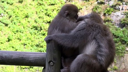 Japanese SNOW MONKEYS (ニホンザル) of Jigokudani Monkey Park