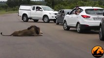 Lion Shows Tourists Why You Must Stay Inside Your Car Latest Wildlife_Sighting