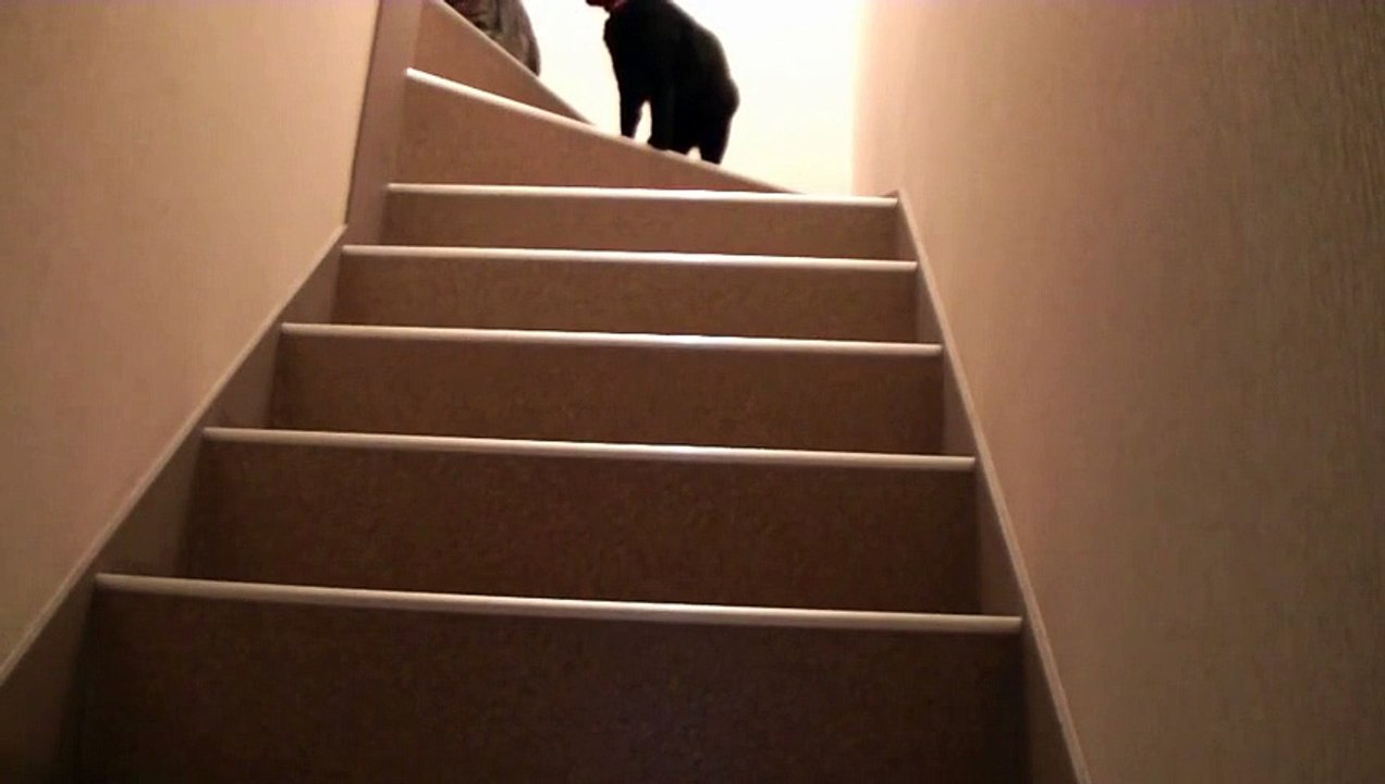 夜中の階段、猫達の行動（面白い＆可愛い子猫）The cat which plays on the stairs at midnight