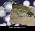 Cat vs Snake -  Cat Kills the Snake