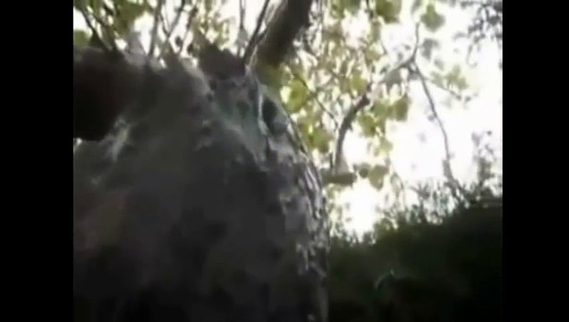 Top 10 Mysterious Creatures Caught On Camera