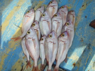 Tatlısıyla Tuzlusuyla 2015 Balık Avı Sezonu... (II.Bölüm)