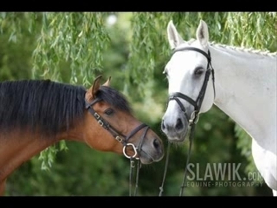 Le pure race espagnole