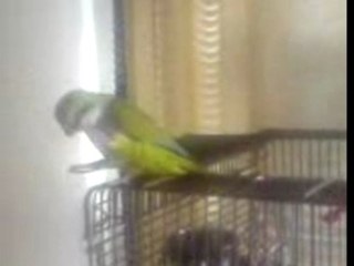 PARROT DANCING REGGAE