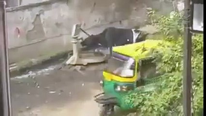 zarorat ijad ki maa ha dakho gay ka pani peena