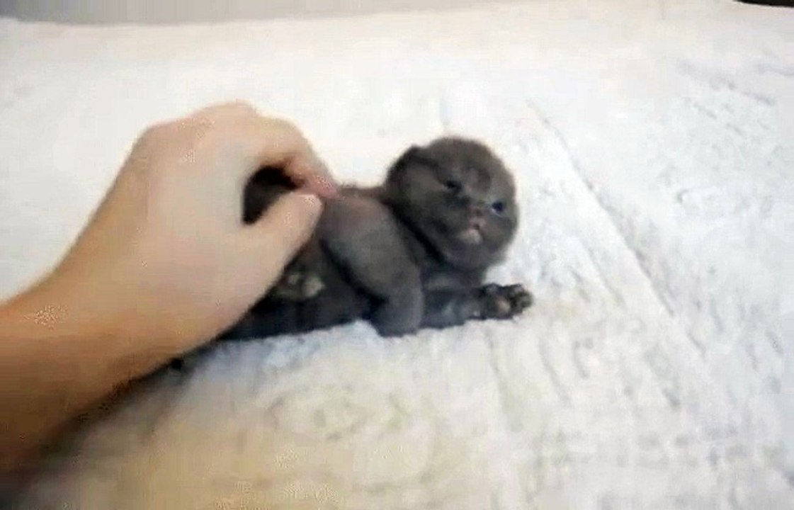 too much cute to handle