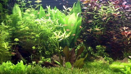 Ocean Voyager Aquarium I - 6 HOURS Relaxing HD Aquarium (Fish Tank video)